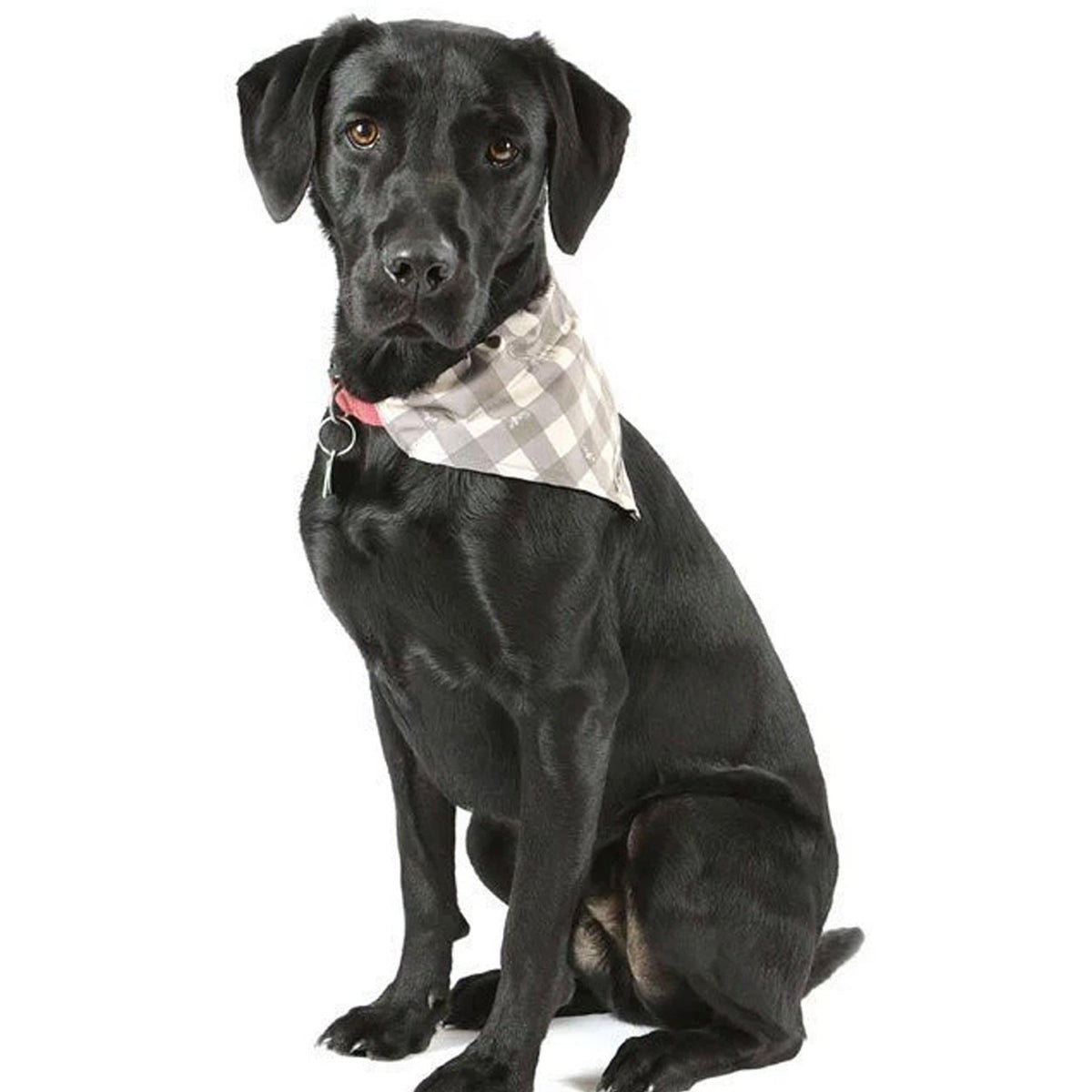 Scruffs Insect Shield® Bandana&#39;s - ComfyPet Products